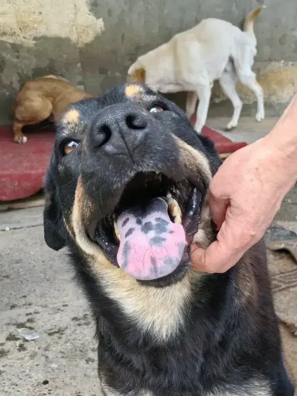 Энрико