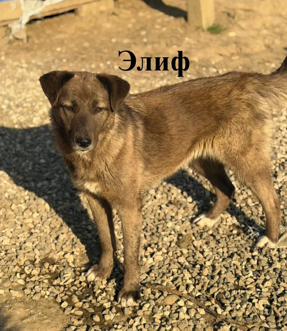 Элиф и Эмин