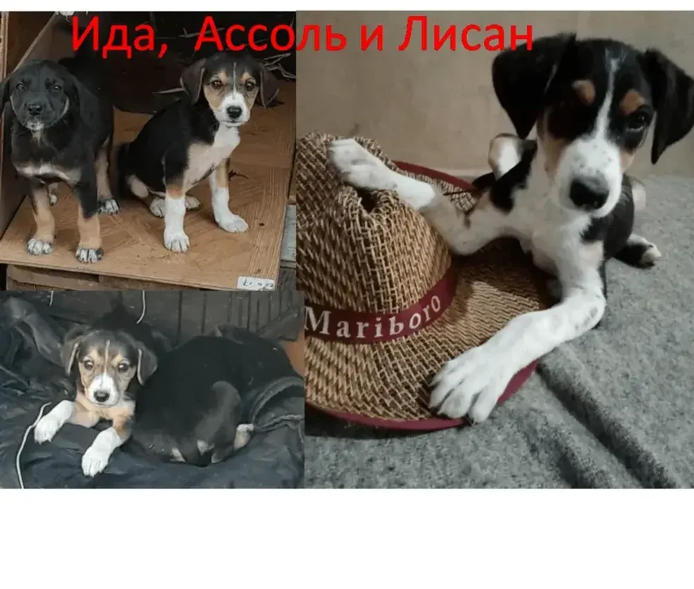 Ида, Ассоль и Лисан