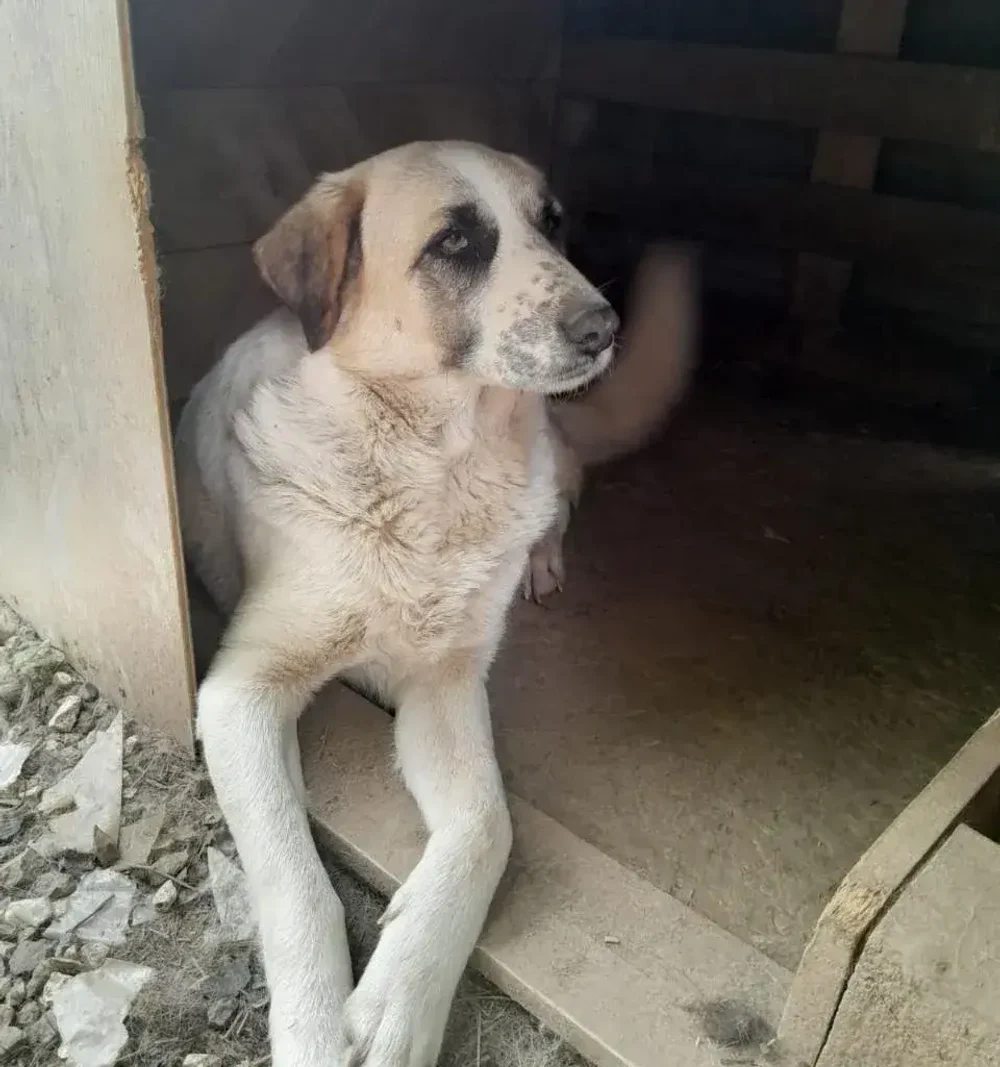 Панда