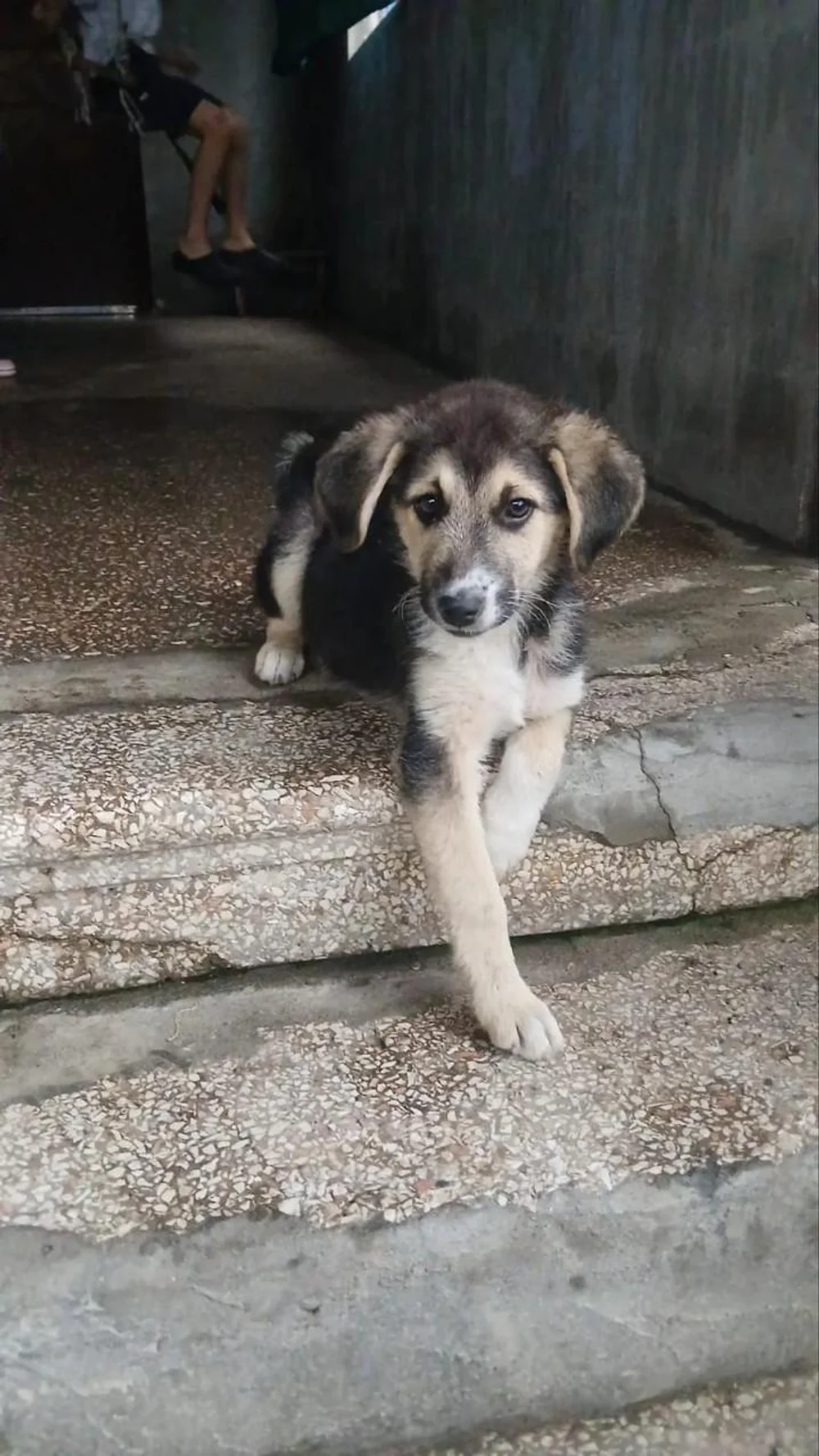 Стела